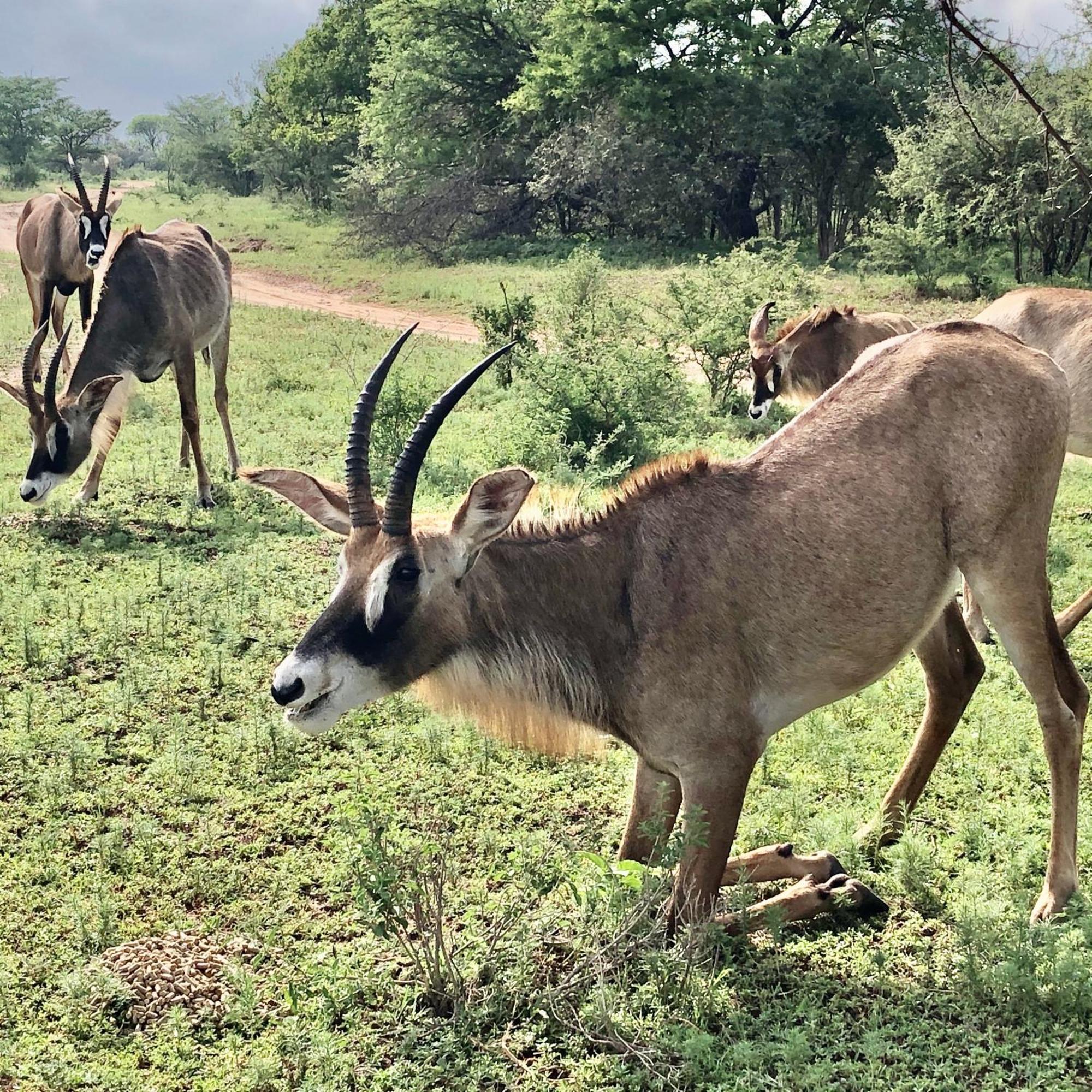 Bushwa Private Game Lodge 法尔瓦特 外观 照片
