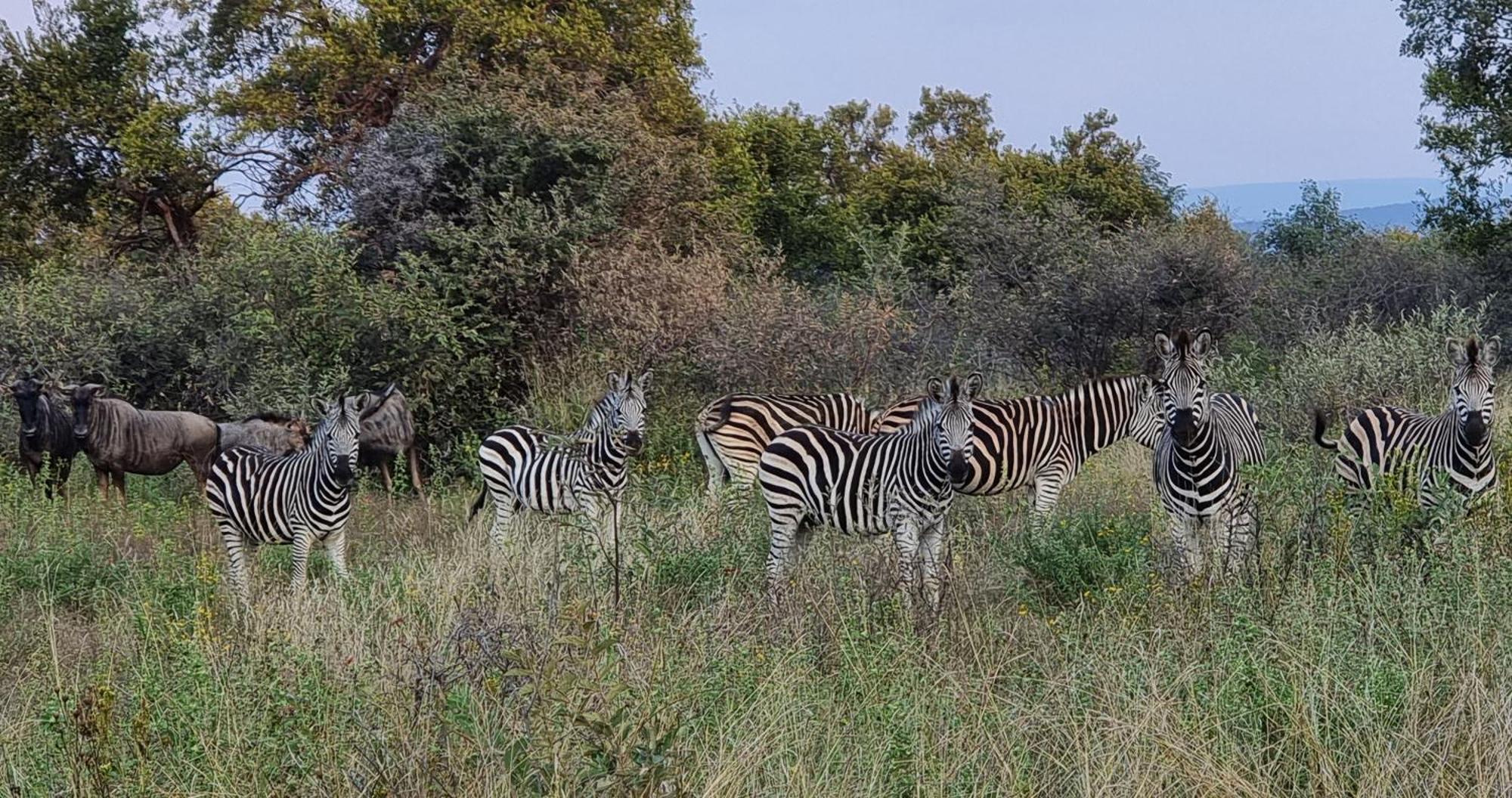 Bushwa Private Game Lodge 法尔瓦特 外观 照片